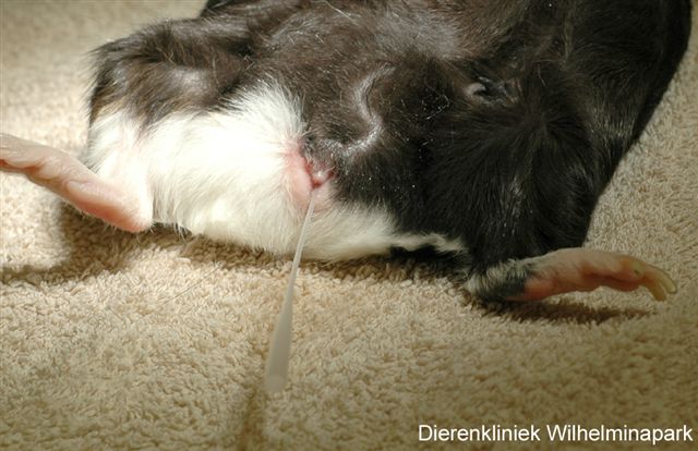 Een katheter wordt bij deze vrouwtjes cavia ingebracht
